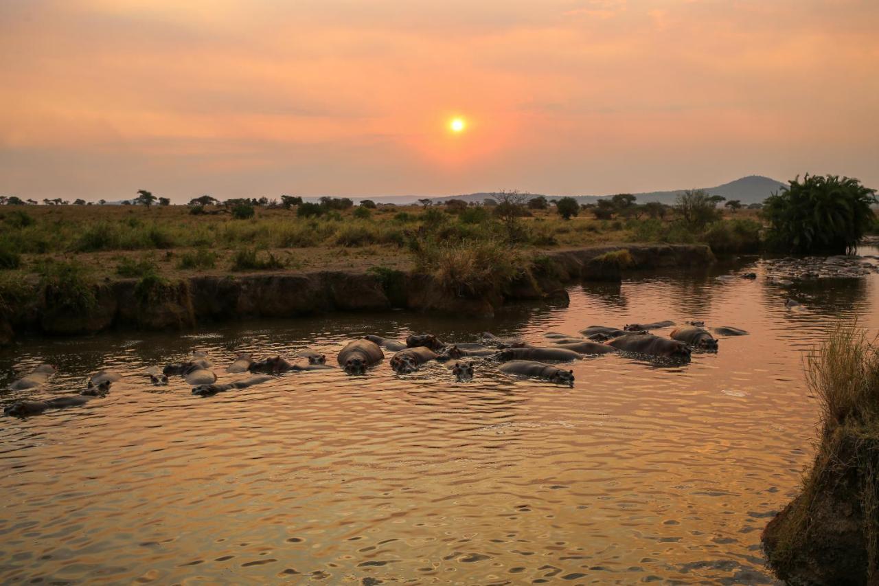 Osero Serengeti Luxury Tented Camp Banagi Eksteriør billede